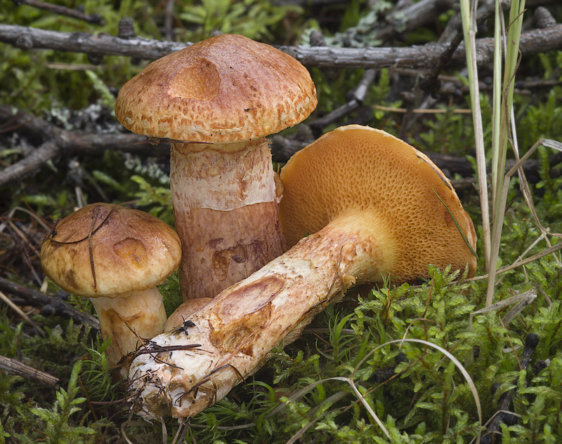 Suillus tridentinus